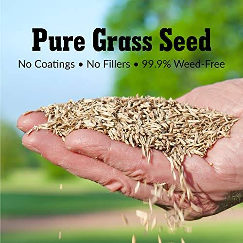 20 lb Turf Type Tall Fescue Grass Seed Q364