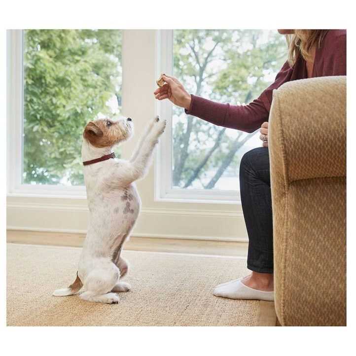 Bone Biscuits Dogs E929