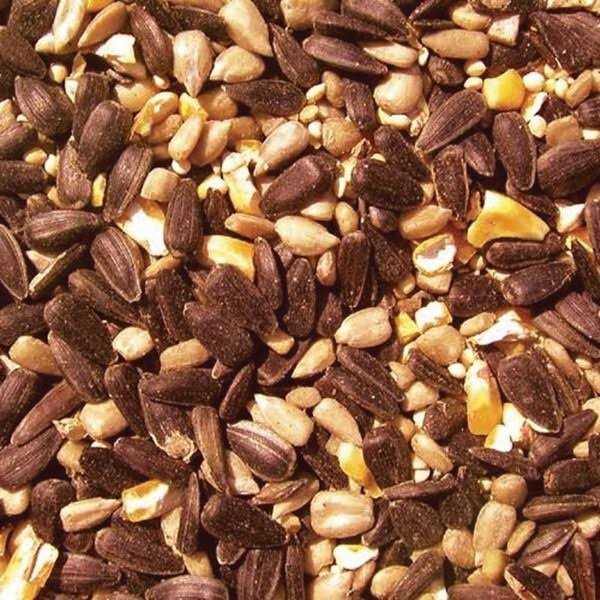 Bird Seed X254