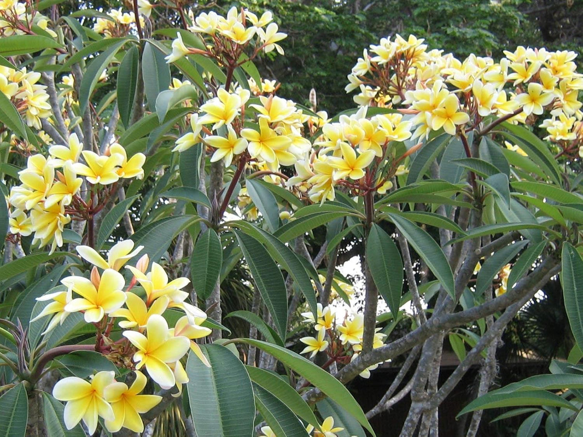 Yellow Plumeria Plant Cutting F38396