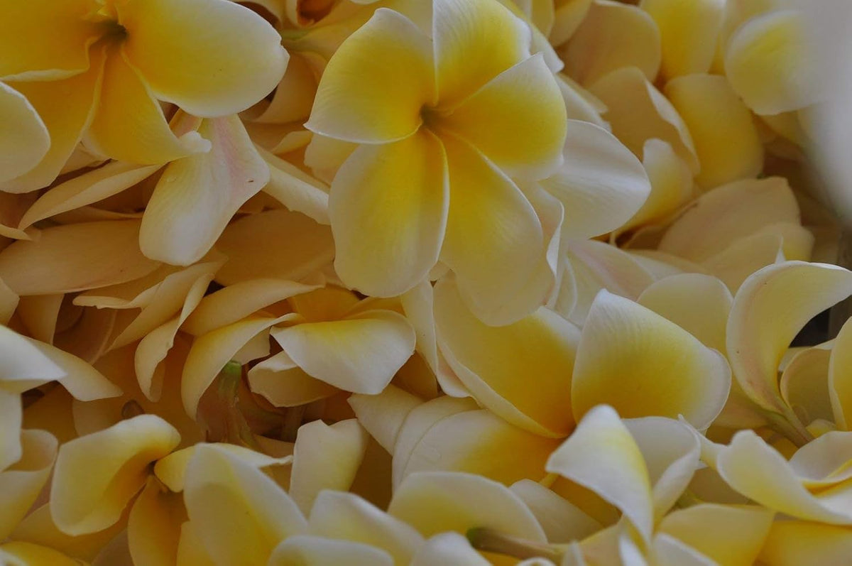 Yellow Plumeria Plant Cutting F38396