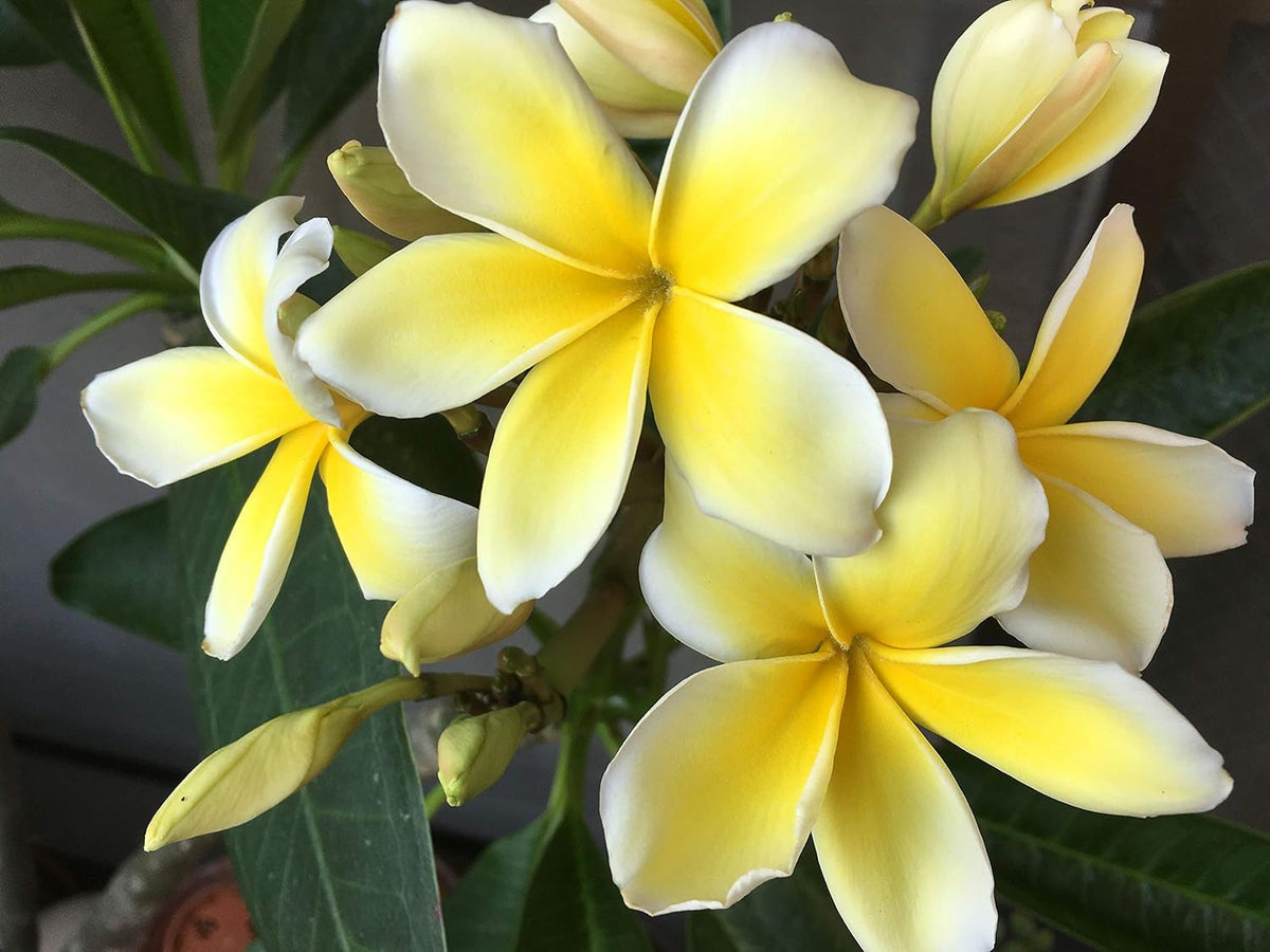 Yellow Plumeria Plant Cutting F38396