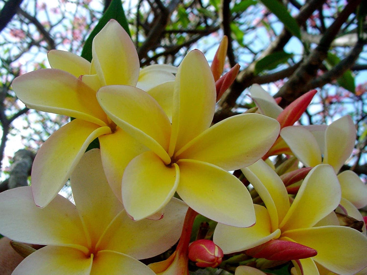 Yellow Plumeria Plant Cutting F38396