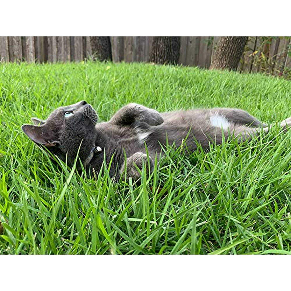 Senior Dry Cat Food Alaska Pollock F7755